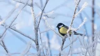 Очень сильные морозы ожидаются на юге Казахстана