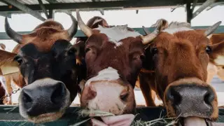 Бешенство выявлено у крупного рогатого скота в Карагандинской области