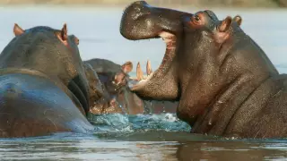 Бегемот растерзал мужчину в зоопарке