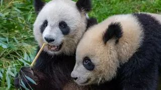 Панды обожают "социальные сети" - выяснили ученые