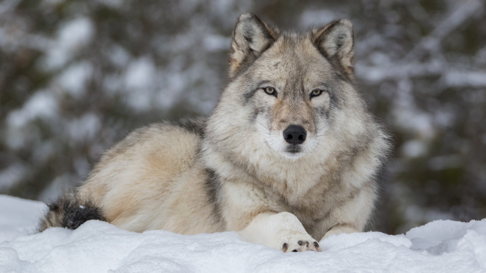 У волка, напавшего на жителей Каркаралинска, не было бешенства - результаты экспертизы