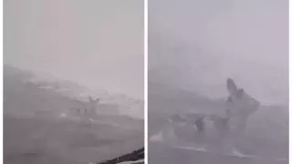 Косуля примерзла к дорожному полотну из-за бурана в Костанайской области