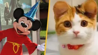 Ушки как у Микки: в Китае набирают популярность пластические операции для кошек и собак