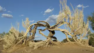 Вырубку саксаула запретят на участках лесного фонда в Казахстане