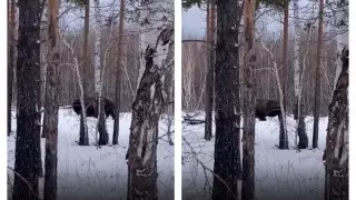Видео с зубрами в Кокшетау стремительно набирает популярность в Казнете