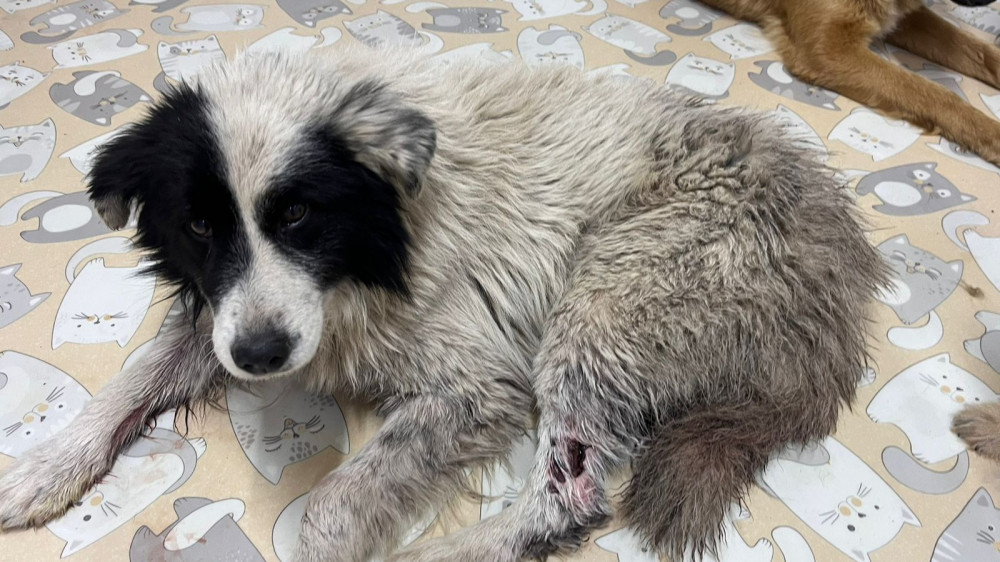 Дворняга помогла волонтерам спасти раненую собаку в Павлодаре