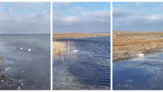 "Масштабы трагедии занижены": тысячи лебедей погибли на Караколе - блогер