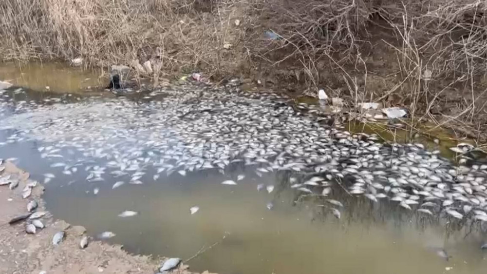 Массовую гибель рыбы зафиксировали в Атырауской области