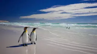 Аргентина призвала Великобританию вернуть Фолклендские острова