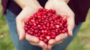 Ученые назвали ягоду, снижающую риск смерти на 31 процент