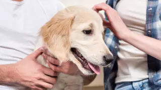 Жителям Южной Кореи запретили убивать собак ради мяса