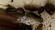 Кучу тараканов обнаружили в одной из школ Астаны: видео