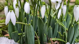 Подснежники распустились в горах Алматы