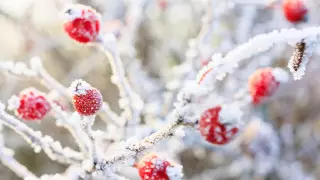 Сильные метели накроют Казахстан: погода на сегодня