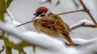 Морозы до 32 градусов и метели: погода в Казахстане на сегодня