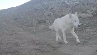 Очень редкий белый волк попал в фотоловушку в Мангистауской области
