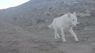 Ученый рассказал, откуда появился белый волк в Мангистау