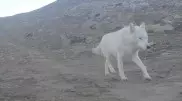 Ученый рассказал, откуда появился белый волк в Мангистау