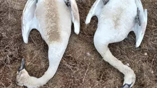 Число погибших лебедей в Мангистау стремительно растет