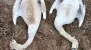 Число погибших лебедей в Мангистау стремительно растет