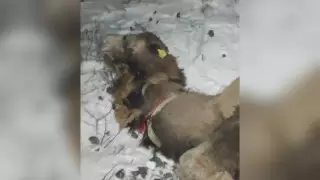 Пять верблюдов попали под пассажирский поезд в Атырауской области