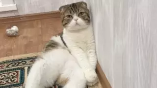 "Үйдің ерке баласы – Тигр": видеоролик с котом рассмешил Казнет