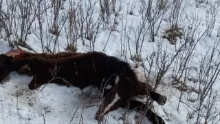 ШҚО-да қасқырдың малға шабуы жиілеген