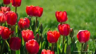 "Пришло время". Праздновать Новый год весной предложили в Казахстане