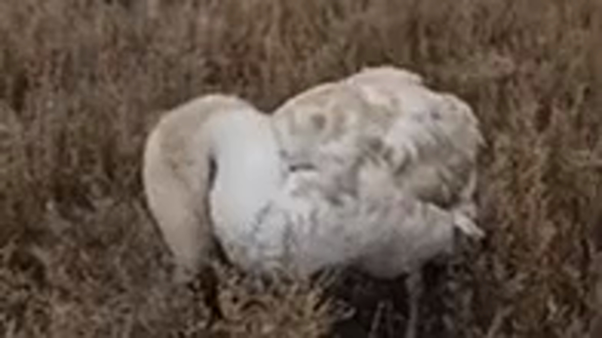 Словосочетание что не является словосочетанием. Причастие это в русском. Какие задачи можно делегировать. Правописание приставок пре- и при- зависит от. Текст со сложными предложениями.