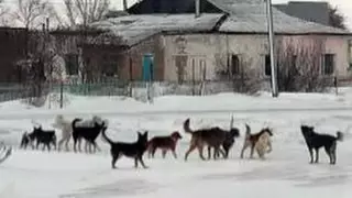 Тұрғындарды талай бастады: Аршалылық жұртшылық иттердің шектен тыс көбейгенін айтып шағымданды