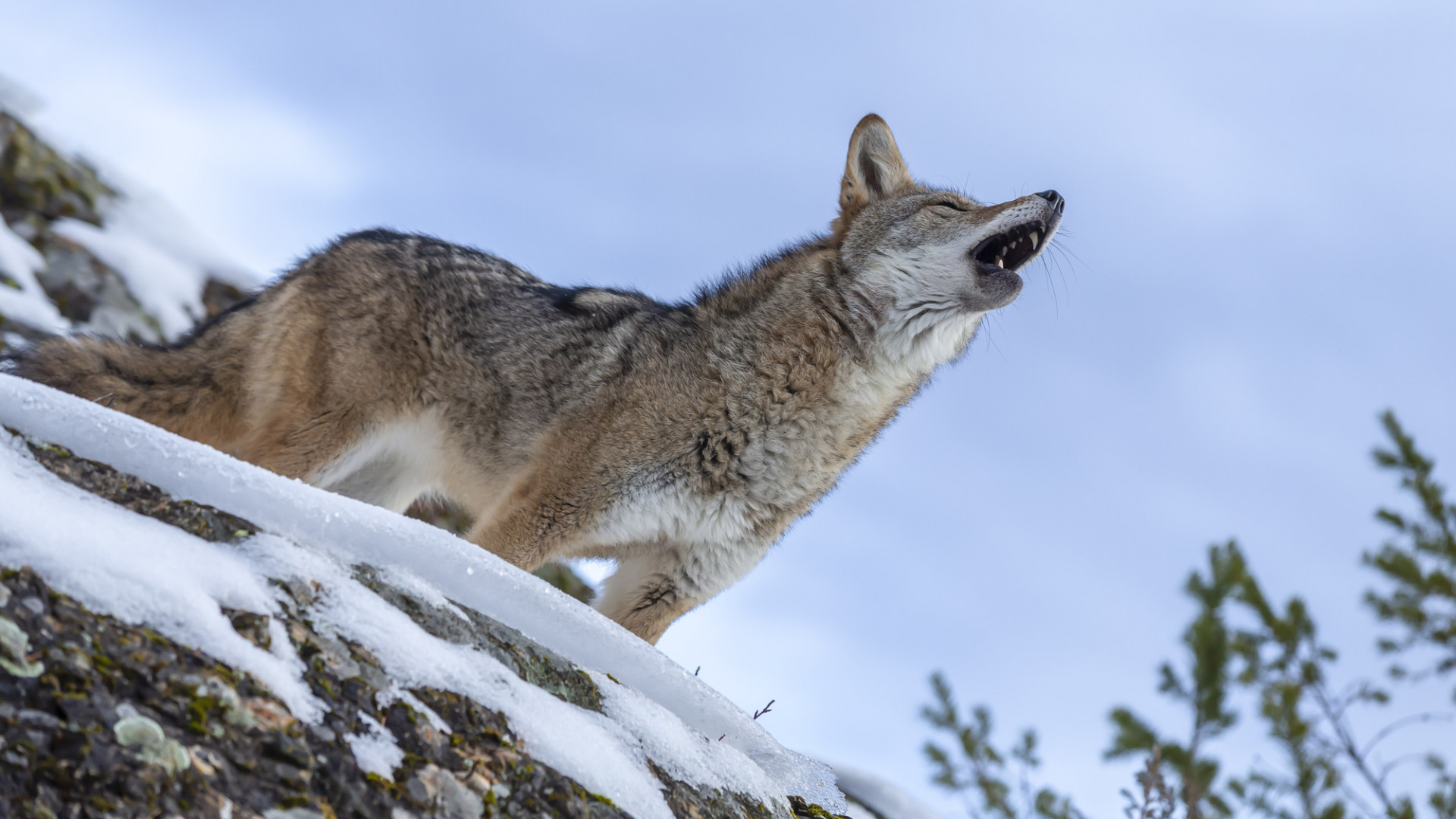 4. Занимательная чубология. Зоология животный мир. Полли чизман: занимательная зоология. Зоология 18.