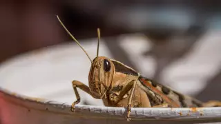 Казахстан готовится к нашествию саранчи: появился уточненный прогноз