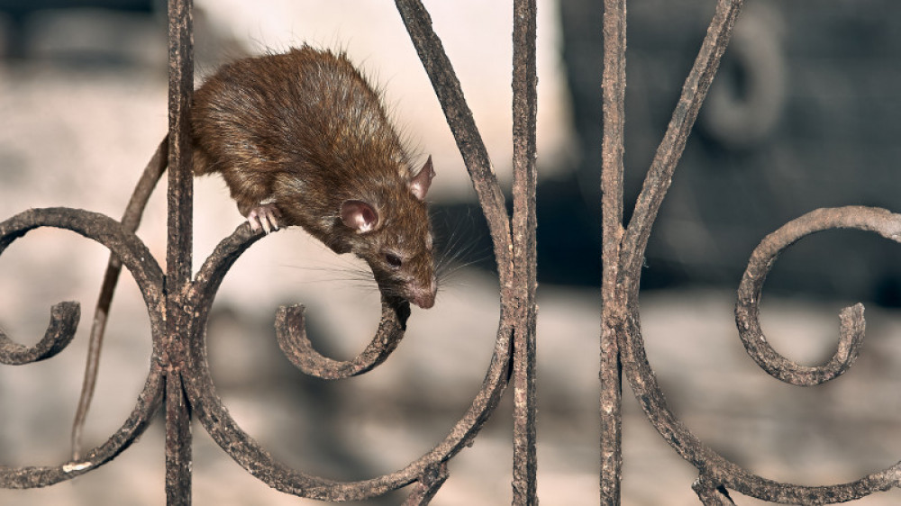 Жители ВКО жалуются на расплодившихся крыс