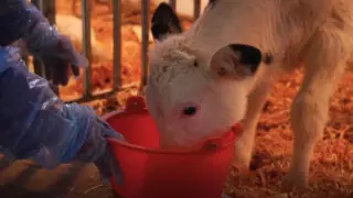 Дефицит молока надеются снизить с помощью "суперкоров" в Китае