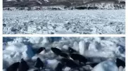 Десятки косаток застряли во льдах у побережья Японии