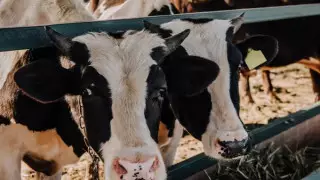 Ветеринары скрывали опасные для людей болезни у скота в Павлодарской области