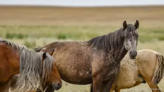 Загадочная болезнь лошадей в Карагандинской области: в Минсельхозе проводят исследование