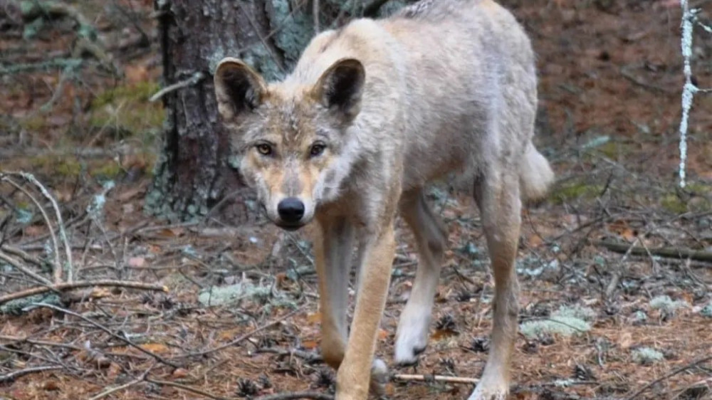 У волков из Чернобыльской зоны развилась невосприимчивость к раку