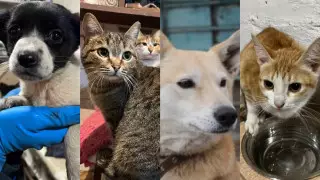 В добрые руки: животным в Актобе ищут хозяев из-за закрытия приюта