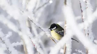 Антициклон принесет в Казахстан морозы до 32 градусов