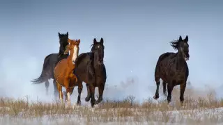 30-градусные морозы пришли на смену буранам: погода в Казахстане на 13 февраля