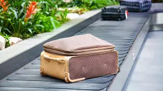 "Мертвые и обезвоженные тела": собака задержала пассажира со странным багажом из Африки