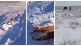 Табун лошадей замерз возле села в Актюбинской области