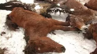 "Құрық ұстап қалатын шығармыз". Ақмолада жылқы жаппай қырылып жатыр