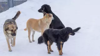 Обязательную эвтаназию для животных хотят ввести в Казахстане