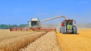 Почему урожай в Казахстане вдвое ниже, чем у соседей, рассказали в Минсельхозе