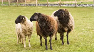 Жителя Атырауской области приговорили к пяти годам за кражу трех баранов