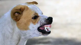 “Здоровье человека прежде всего“: министр об эвтаназии для животных в Казахстане