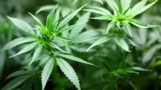 Парламент Германии частично легализовал употребление каннабиса