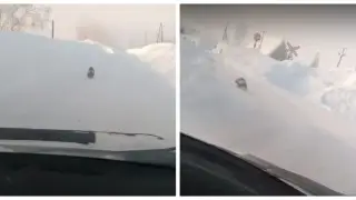 Росомаху заметили в селе на востоке Казахстана